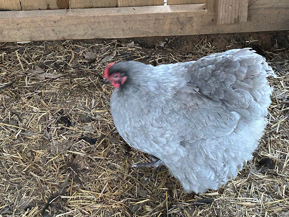 Thumbnail: English Orpington Hatching 🐣 6 Eggs