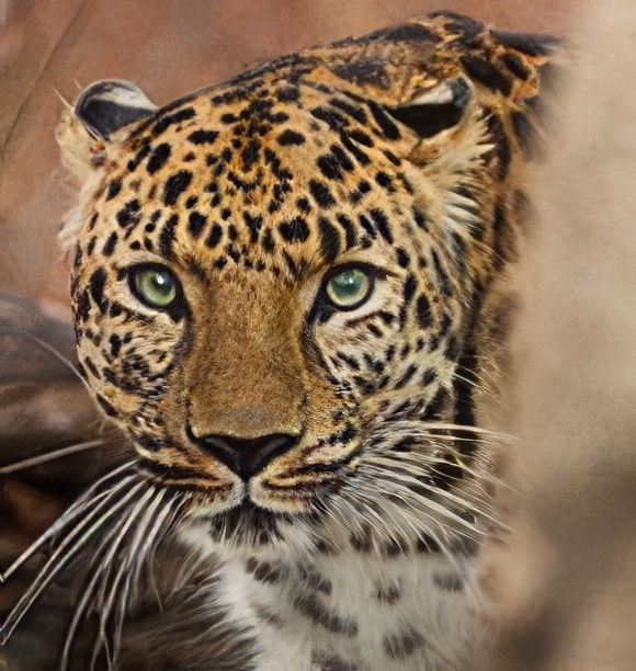 Leopard-Face-2.jpg
