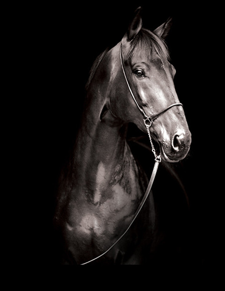 Equine
