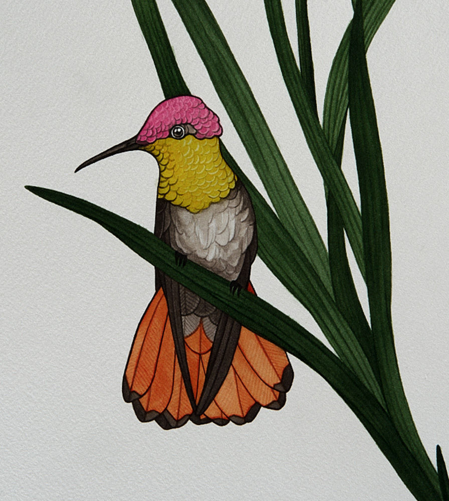 Marino-Sallowicz-Beija-Flor-Chris-Rozza 69.jpg