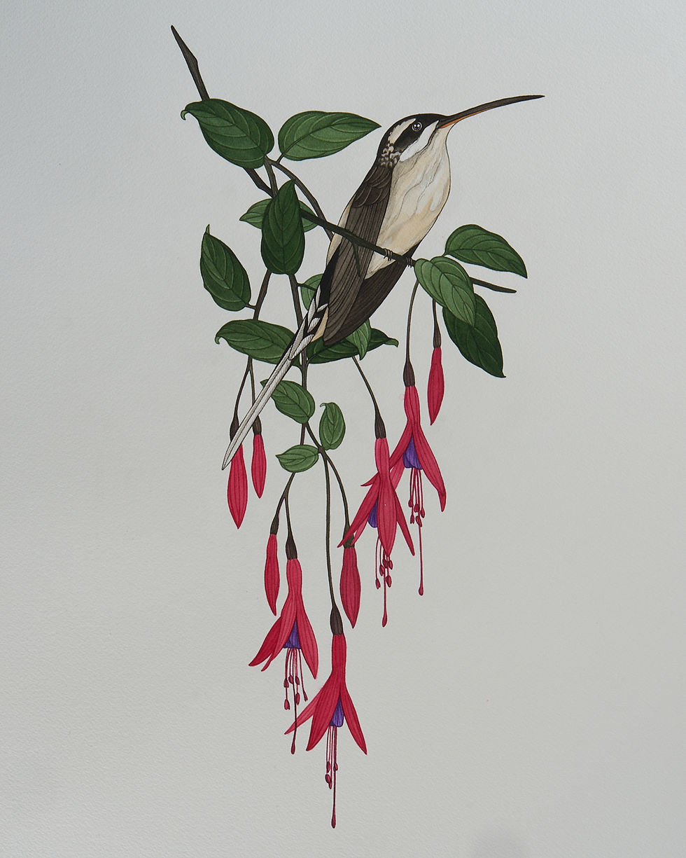 Marino-Sallowicz-Beija-Flor-Chris-Rozza 6_edited.jpg