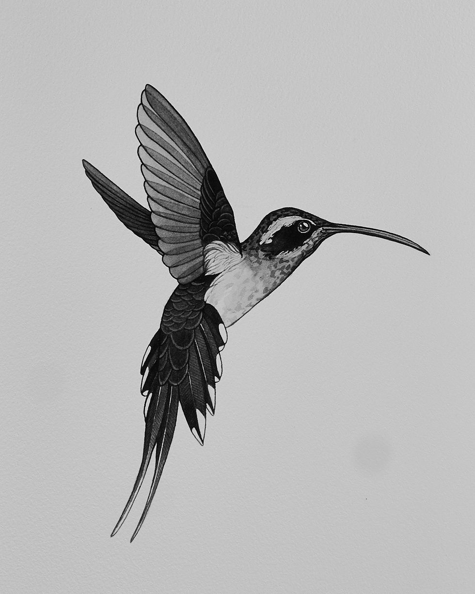 Marino-Sallowicz-Beija-Flor-Chris-Rozza 42_edited.jpg