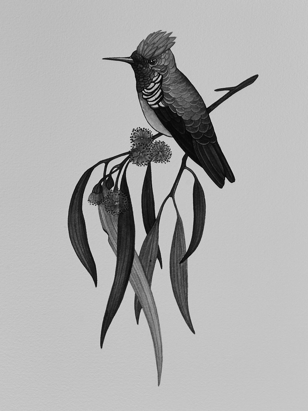 Marino-Sallowicz-Beija-Flor-Chris-Rozza 20_edited.jpg