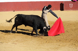 IMG_6972_2016©William_LUCAS