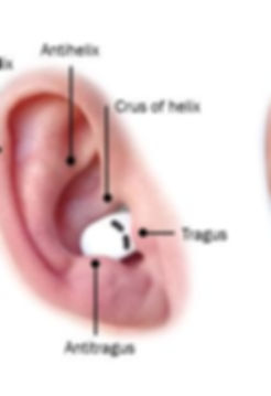 QuietOn3-earanatomy (1).jpg