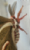 Hyalophora cecropia