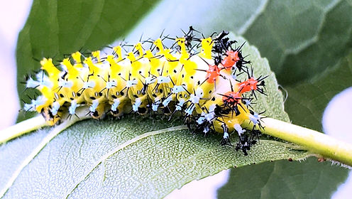 Cecropia Fourth Instar