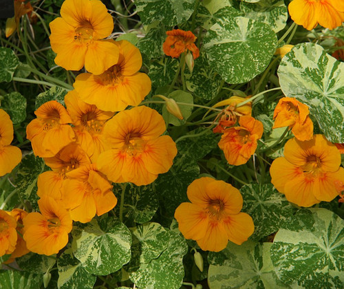 Seeds of Dwarf Nasturtium Alaska - TROPAEOLUM NANUM Alaska - T.O.G