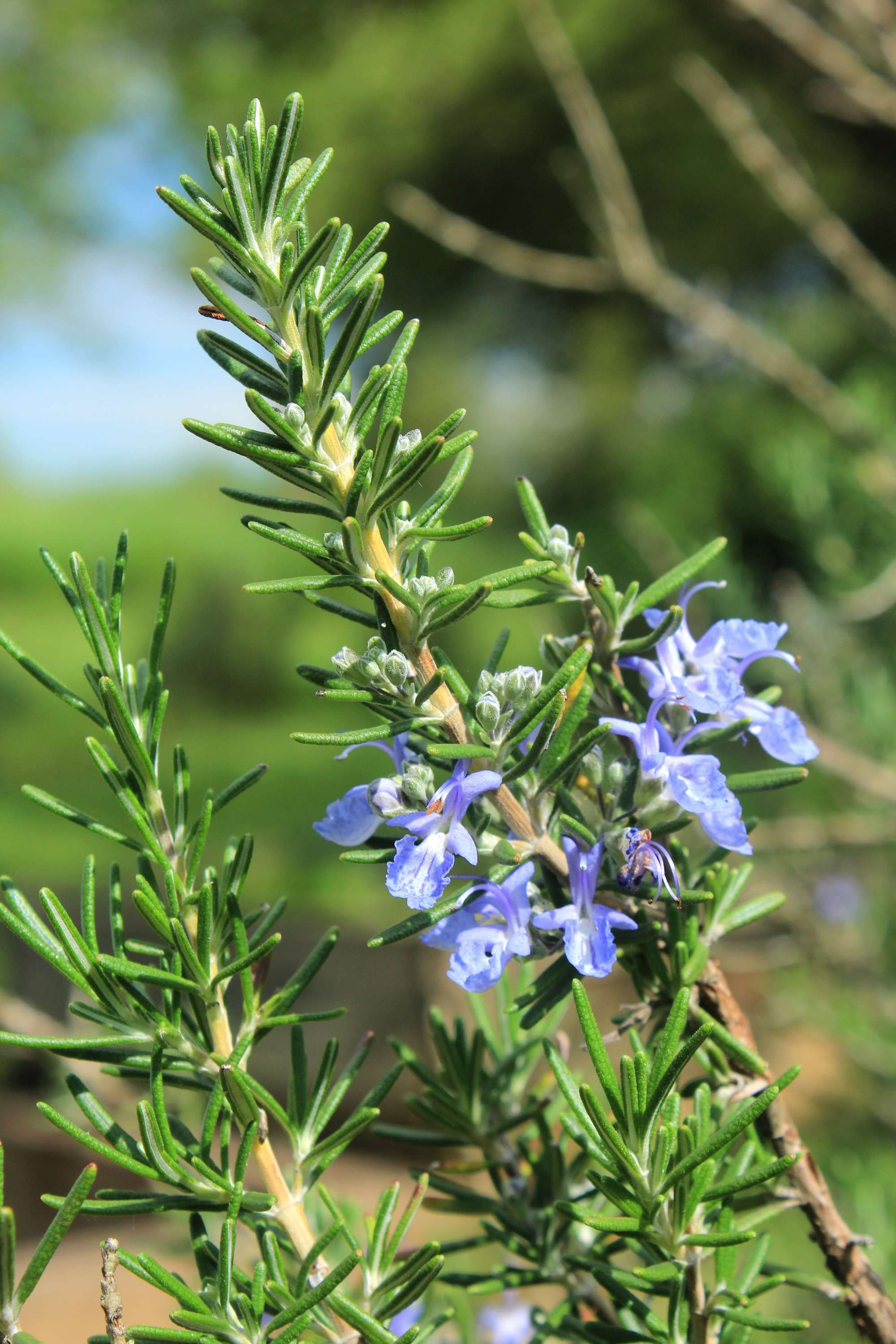 Rosemary – McConnells (Rosmarinus officinalis 'McConnell's Blue)