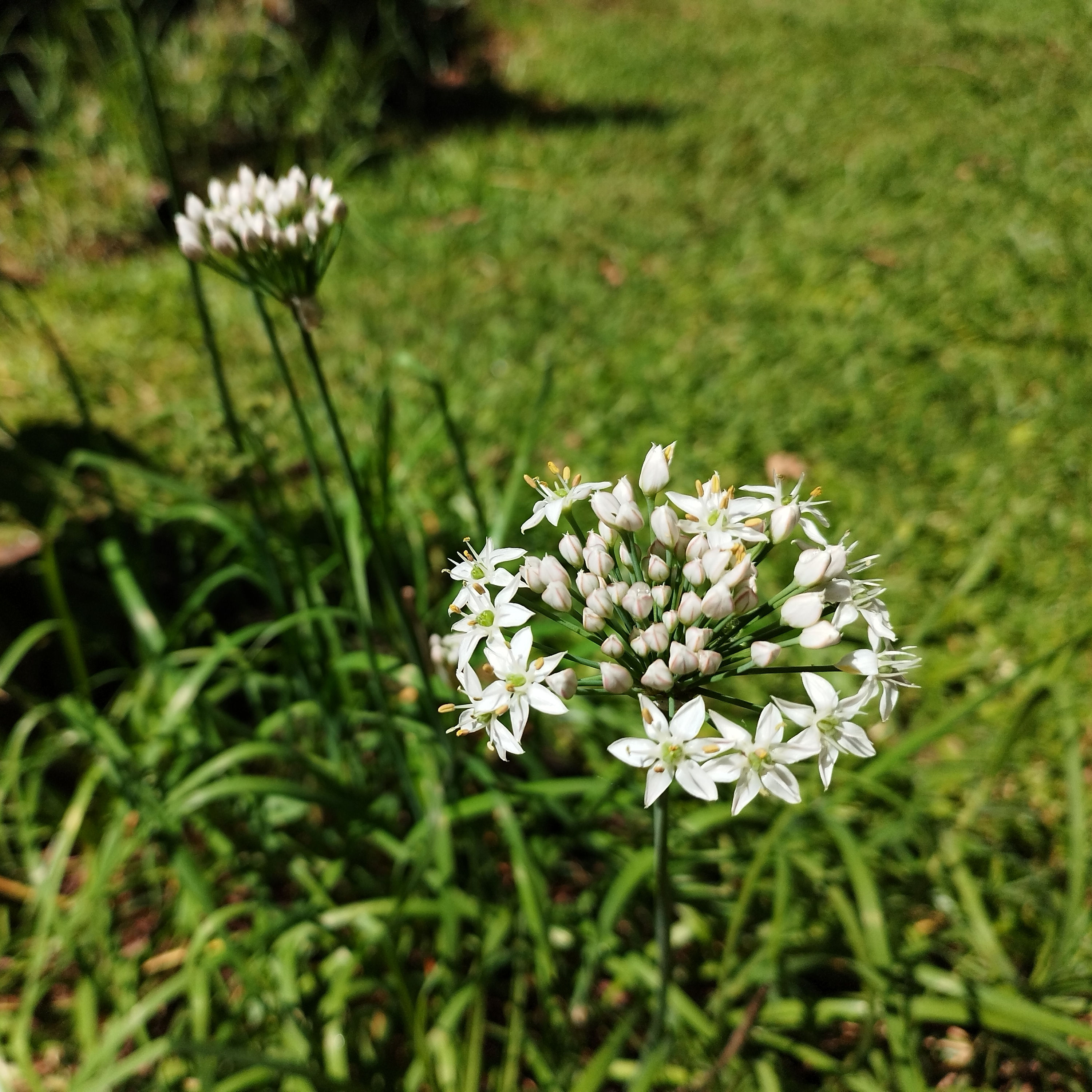 Chives - Garlic (Allium tuberosum)