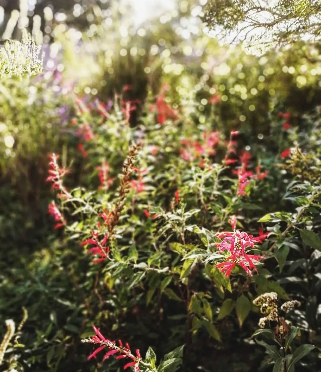 Sage – Pineapple (Salvia elegans)