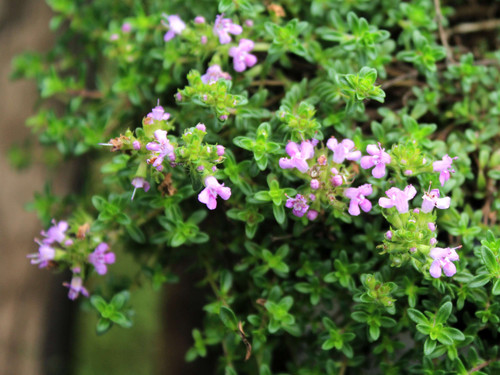 Thyme – Bressingham (Thymus 'Bressingham') | Peter's Gate Herbs
