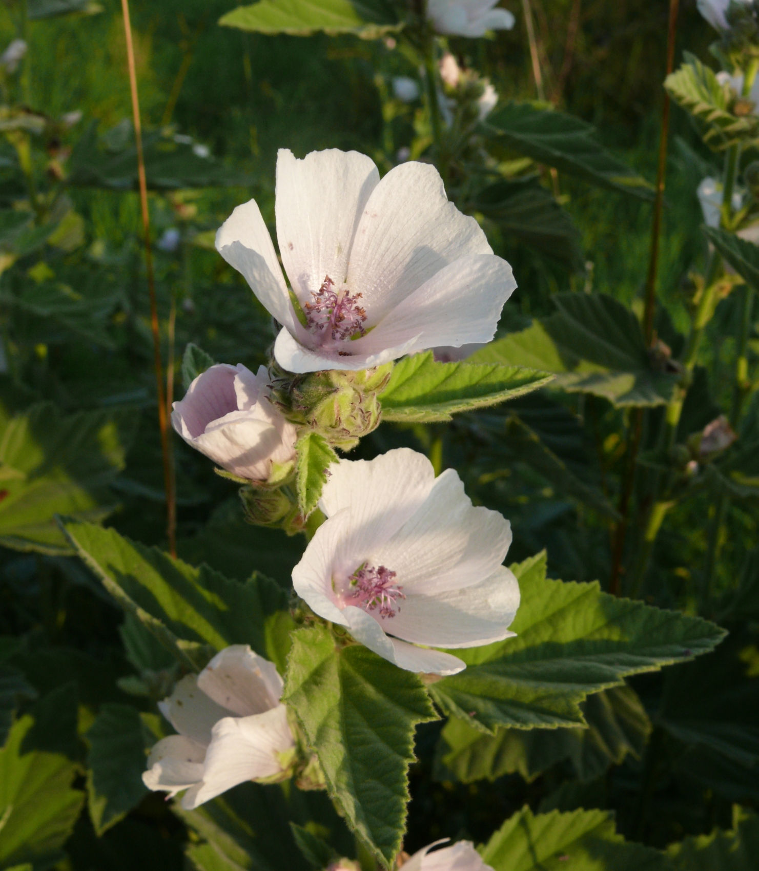 Marshmallow Root (Althaea officinalis)