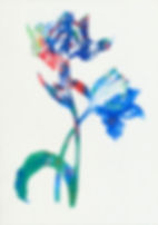 Tulip I 08_18_ulrikebultmann_VGBild-Kuns