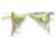 an organic vineyard_edited_edited_edited_edited_edited_edited_edited_edited.jpg