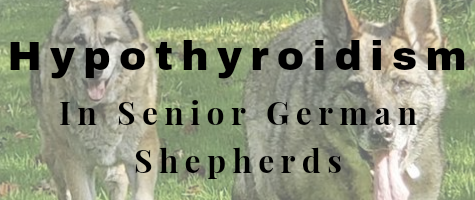 Hypothyroidism|Thyroid Issues in Older German Shepherds