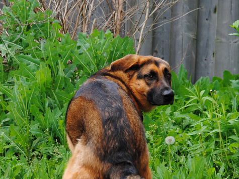 A Guide to Hemorrhagic Gastroenteritis in Older German Shepherds