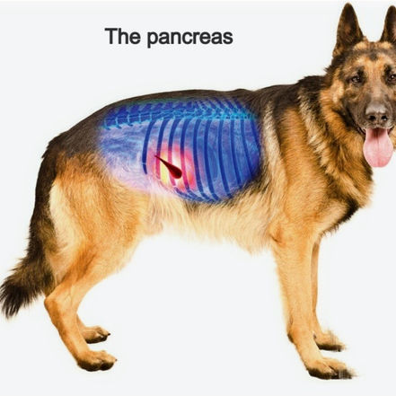 Pancreatitis in Older German Shepherds 