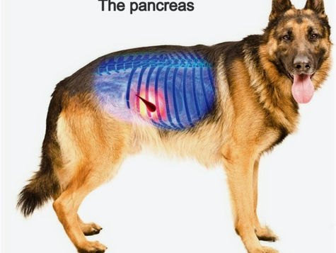 Pancreatitis in Older German Shepherds