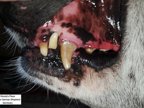 Older German Shepherds And Dental Issues. The Impact of Bad Teeth and Gums Goes Beyond The Mouth