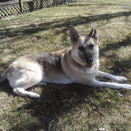 Is Your Older German Shepherd Hurting? It Could Be Intervertebral Disk Disease. (IVDD)
