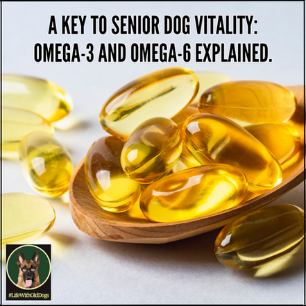 A Key to Senior Dog Vitality: Omega-3 and Omega-6 Explained.