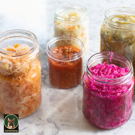 From Snout to Gut: Exploring the Benefits of Fermented Foods for Dogs