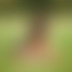 The Truth Behind The FDA, AAFCO, & NRC: Regulations in Commercial Dog Food.