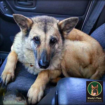 Hip Dysplasia in Older German Shepherds