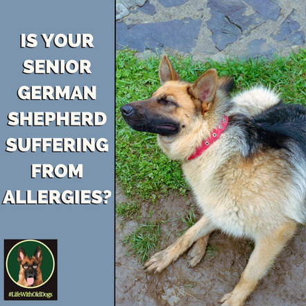 Is Your Senior German Shepherd Suffering from Allergies?