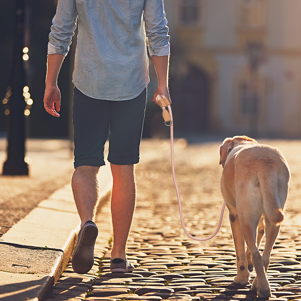 Thumbnail: Hands-Free Dog Leash