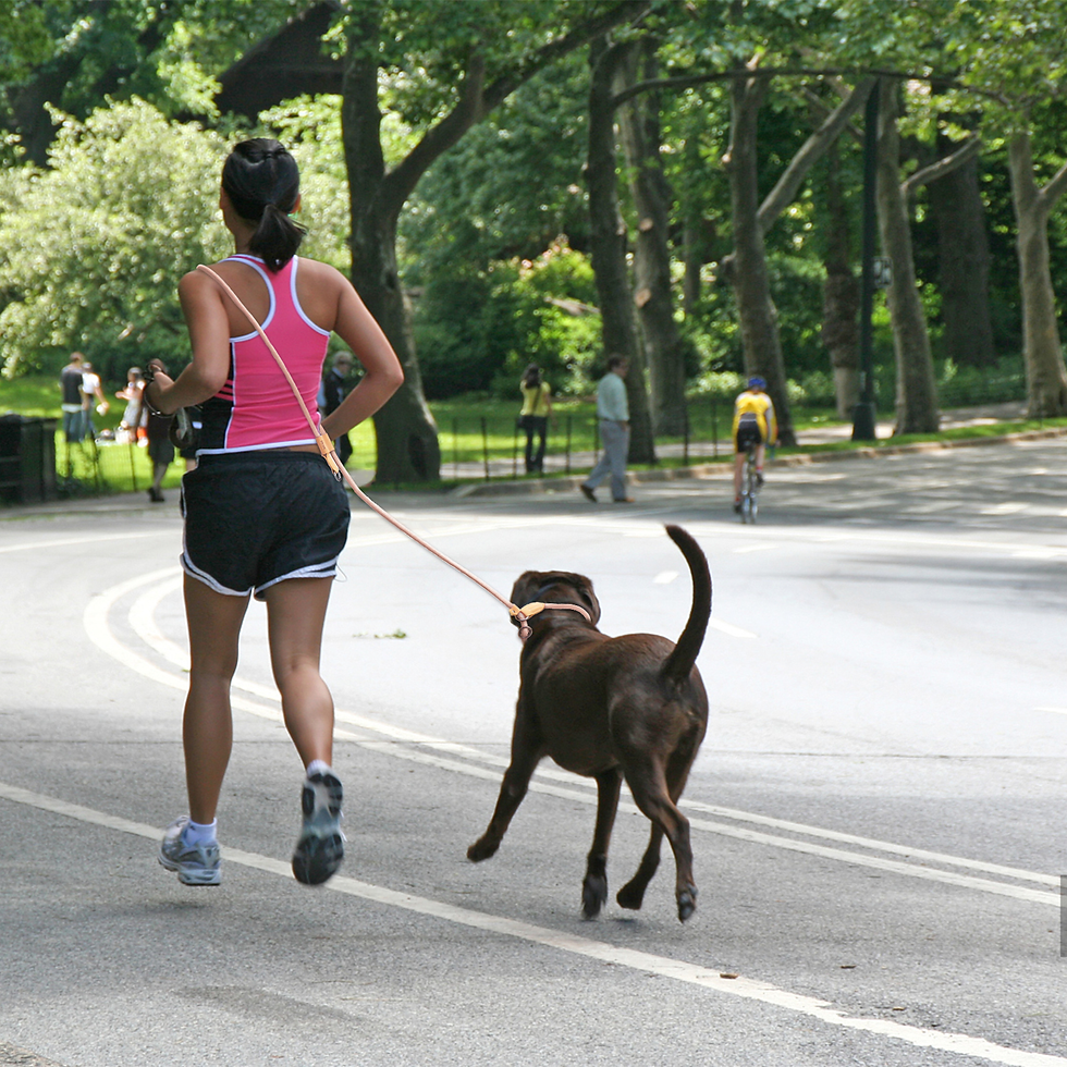 Thumbnail: Hands-Free Dog Leash
