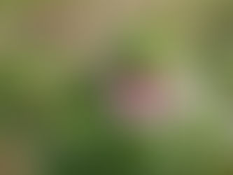 綿の植え付けとエキナセアの開花