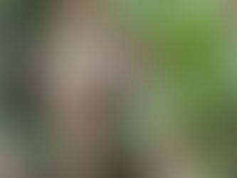 「ウコンの植え付け」