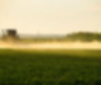 A tractor sprays a green field of wheat with glyphosate , set against a hazy, golden sunrise. Trees and power lines are visible on the horizon.