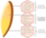 Diagram of a grain of wheat showing bran, endosperm, and germ. Bran and germ are removed in white bread; endosperm remains. Text details nutrients present in each part of wheat grain