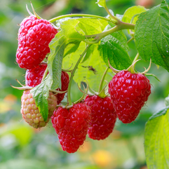 Juicy raspberries growing 