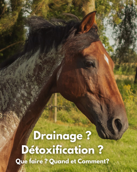 Drainage et Détoxification : Quelle différence et quand les faire ? 🌿💧