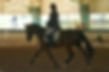 Dressage Tests Webinar