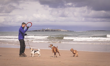 Dog walking Lytham