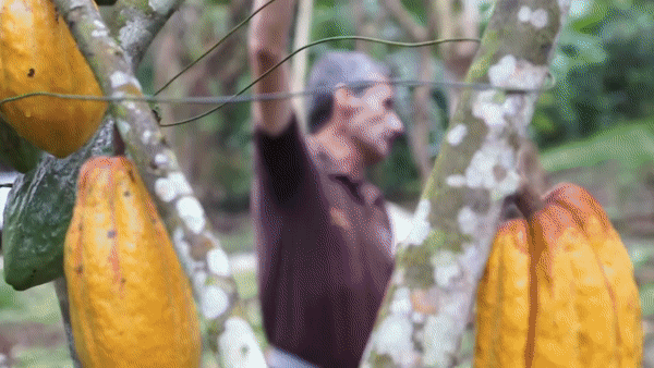 Cacao plantage en cacao boon