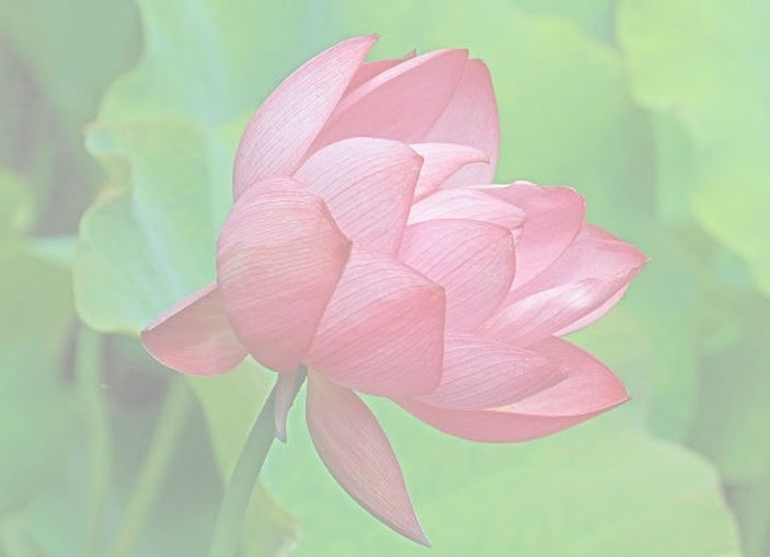 Lotus Flower