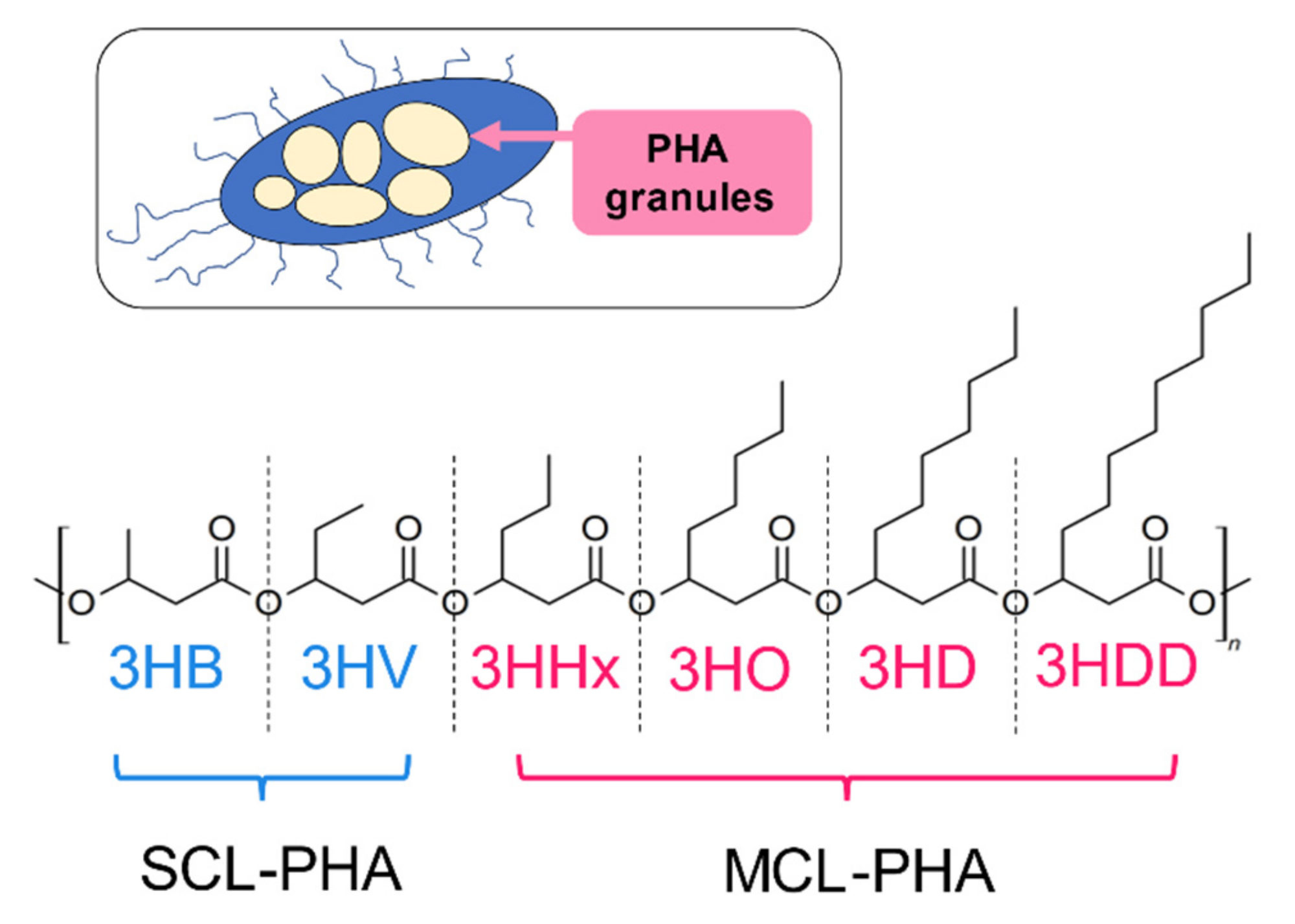 Bacterial polymer extraction and purification from a mix culture