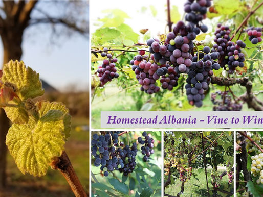 Art of Making Wine - Volume 2