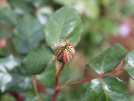 Celebrating Saint Mark