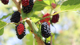 Mulberries
