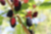 Sticky month equals mulberry season