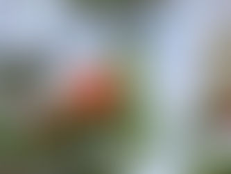 The Progression of Pom