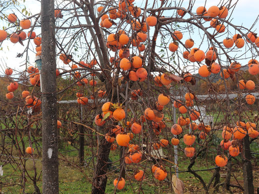 Drying Persimmons