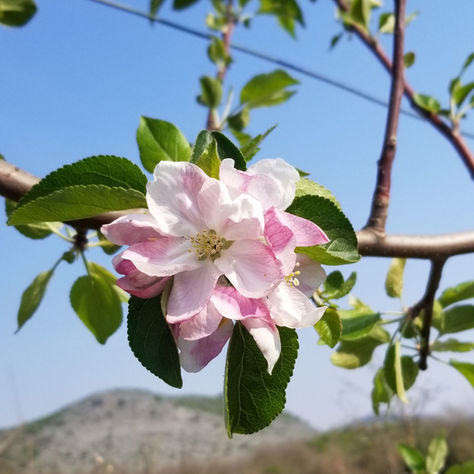 Spring and Summer Blooms